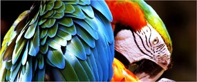 Obraz - Papagáj (120x50 cm)