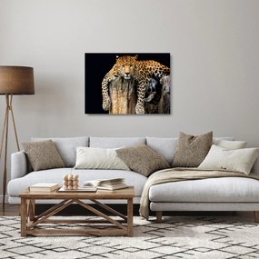 Sklenený obraz - Gepard (70x50 cm)