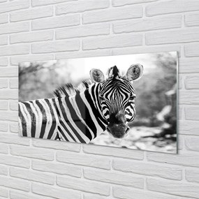 Obraz na akrylátovom skle Retro zebra 120x60 cm