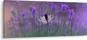 Obraz - Motýľ v levanduli (120x50 cm)