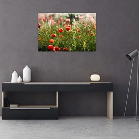 Obraz vlčích makov (90x60 cm)