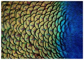 Obraz - Pávie perie (70x50 cm)