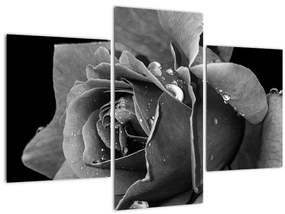 Obraz ruža - čiernobiela (90x60 cm)
