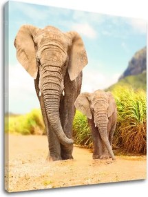 Obraz na stenu ZVIERATÁ_049-12