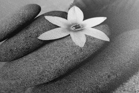 Obraz kvet a kamene v piesku v čiernobielom prevedení - 60x40