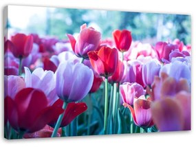 Obraz na plátně Tulipány Červený květ - 120x80 cm