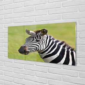 Sklenený obraz zebra 120x60 cm