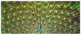 Obraz - Páv (120x50 cm)