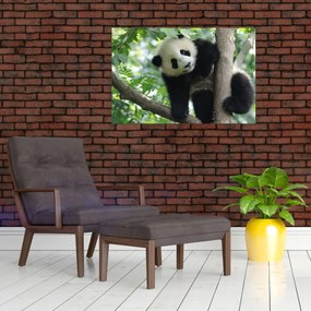 Obraz - Panda na strome (90x60 cm)