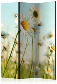 Paraván - Daisies - spring meadow [Room Dividers] Veľkosť: 135x172, Verzia: Akustický