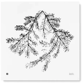 Plagát Spruce Branch 50x50
