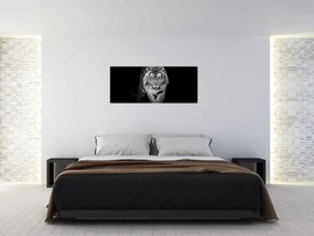 Obraz - Tiger s modrými očami (120x50 cm)