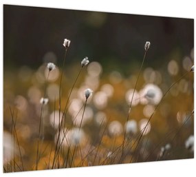 Sklenený obraz - Lúka s cottongrass N⁰2 (70x50 cm)