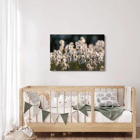 Obraz - Biely páperník (90x60 cm)