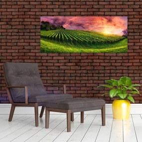 Obraz vinice s farebným nebom (120x50 cm)