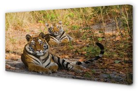 Obraz na plátne Tigers 140x70 cm