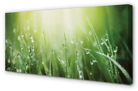 Obraz canvas Tráva slnko kvapky 125x50 cm