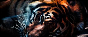 Obraz ležiaceho tigra (120x50 cm)