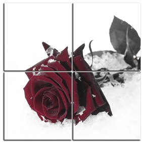 Obraz na plátne - Ruža na snehu - štvorec 3103FD (60x60 cm)
