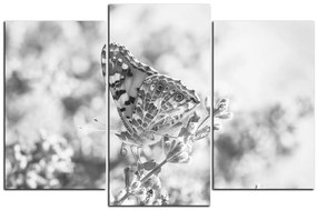 Obraz na plátne - Motýľ na levandule 1221QC (135x90 cm)