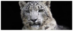 Obraz - Leopard snežný (120x50 cm)
