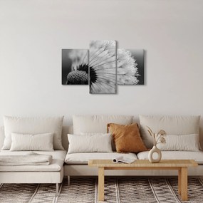 Obraz púpavy - čiernobiely (90x60 cm)