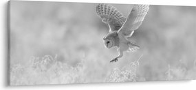 Obraz - Sova v poli (120x50 cm)