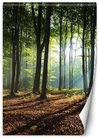 Fototapeta, Ráno v zeleném lese - 100x140 cm
