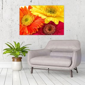 Obraz - Kvety Gerbery (90x60 cm)