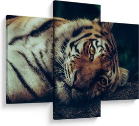 Obraz - Tiger Sibírsky (90x60 cm)