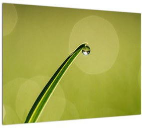 Sklenený obraz kvapky vody na tráve (70x50 cm)