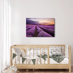 Obraz - Levanduľové pole pri západe slnka (90x60 cm)