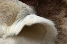 Koberec RENIFER POK016 hnedý / béžový