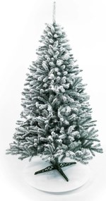 Limpol Jedľa Renata strieborná zasnežená Výška stromčeka: 150 cm