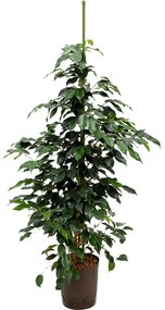 Ficus danielle Tuft 18/19 v110