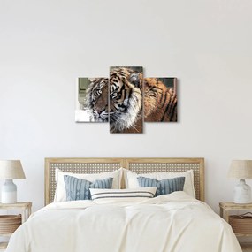 Obraz tigra (90x60 cm)