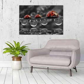 Obraz - Lienka sedembodková, čiernobiela (90x60 cm)