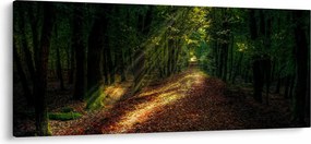Obraz lesnej cesty (120x50 cm)