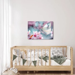 Obraz - Motýľ na čerešni (70x50 cm)