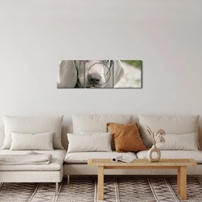 Obraz - šteňa weimarský stavač (s hodinami) (90x30 cm)