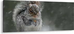 Obraz - Veverička v zime (120x50 cm)