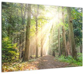 Sklenený obraz cestičky v lese (70x50 cm)