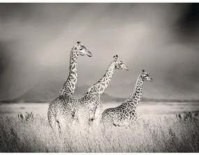Fototapeta vliesová Žirafy 243x184 cm
