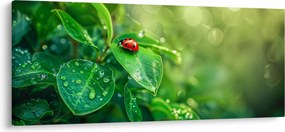Obraz - Lienka (120x50 cm)