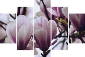 Obraz - Magnolie (150x105 cm)