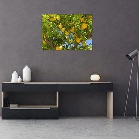 Sklenený obraz - Citrónovník (70x50 cm)