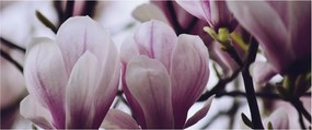 Obraz - Magnolie (120x50 cm)