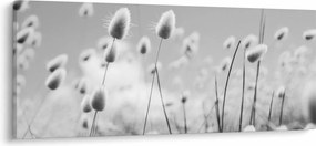 Obraz - Boho bunny tail grass (120x50 cm)