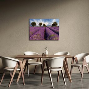 Obraz - Levanduľové pole a hory (70x50 cm)