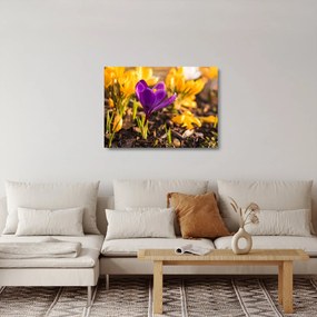 Sklenený obraz fialovej kvetiny (70x50 cm)